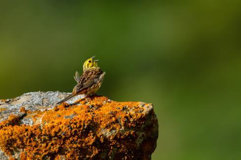 xf400mmf45-ukazka-fotografie-ptak